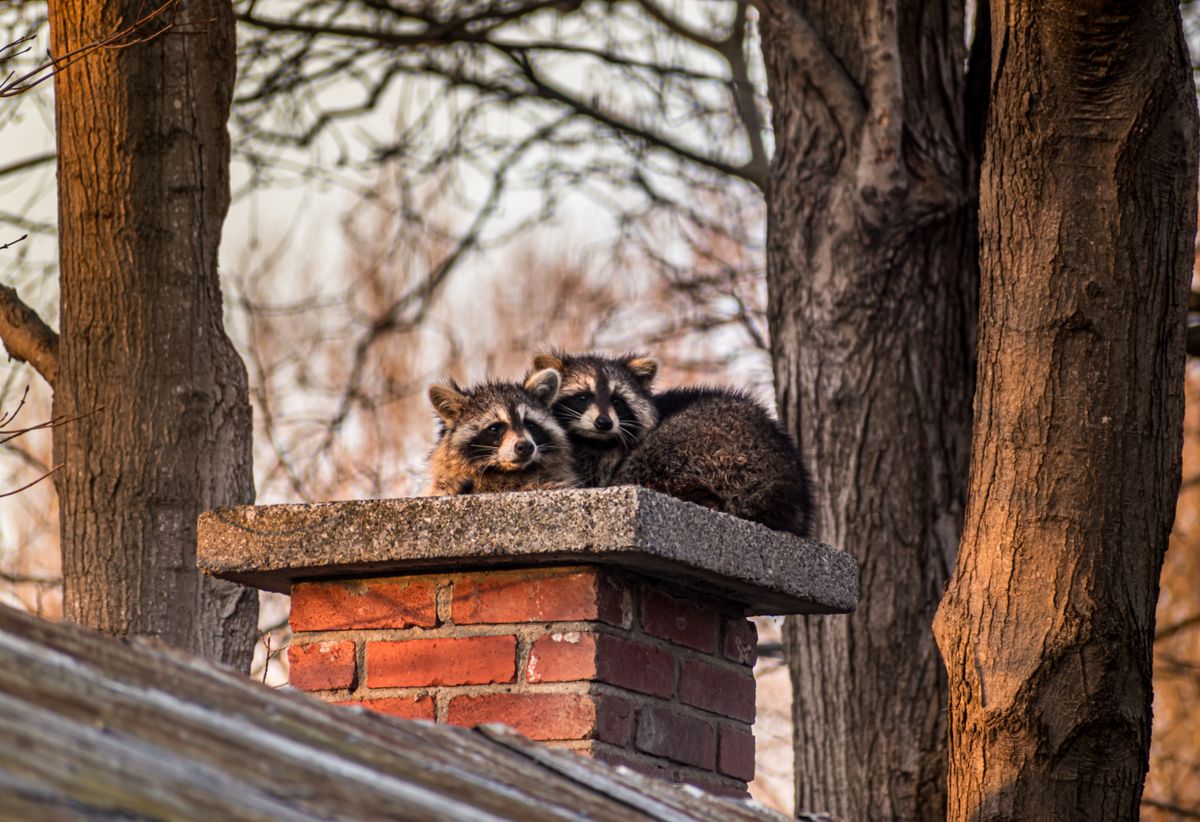 Wildlife & Squirrel Removal